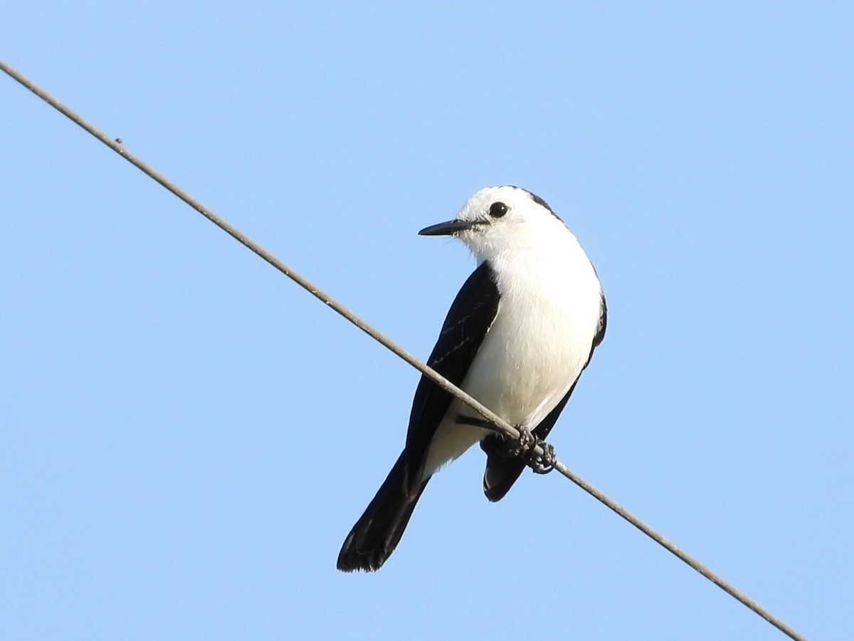 Black-backed Water-Tyrant - ML641534068