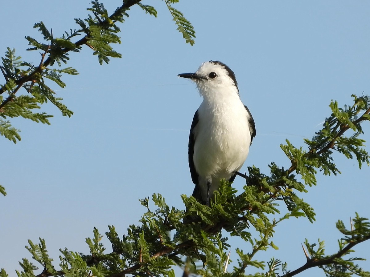 Black-backed Water-Tyrant - ML641534070