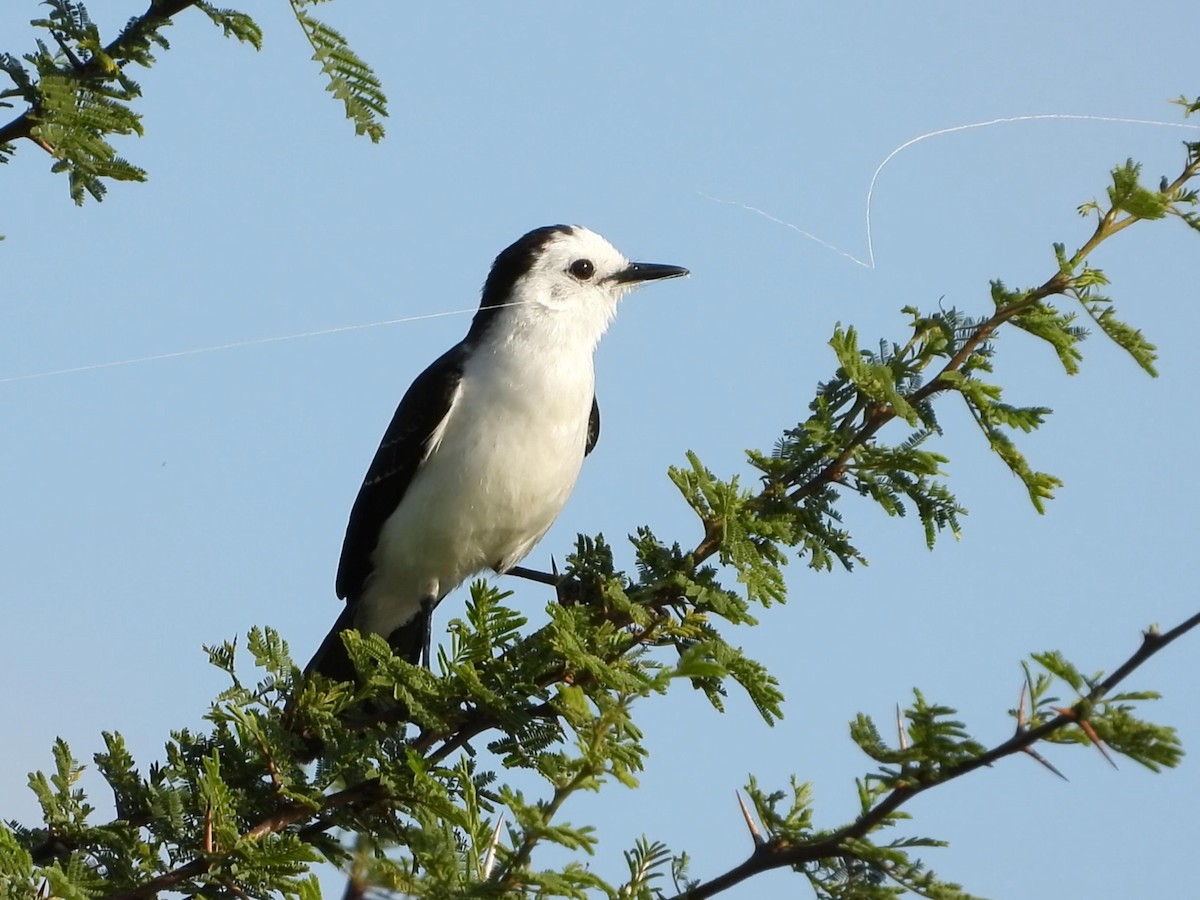 Black-backed Water-Tyrant - ML641534071