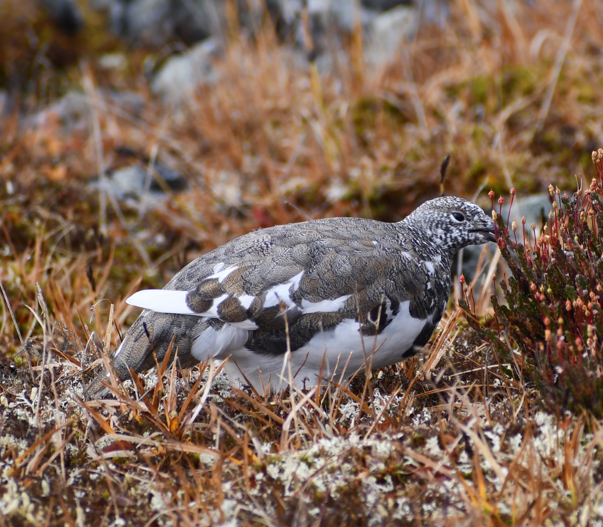 White-tailed Ptarmigan - ML641534079