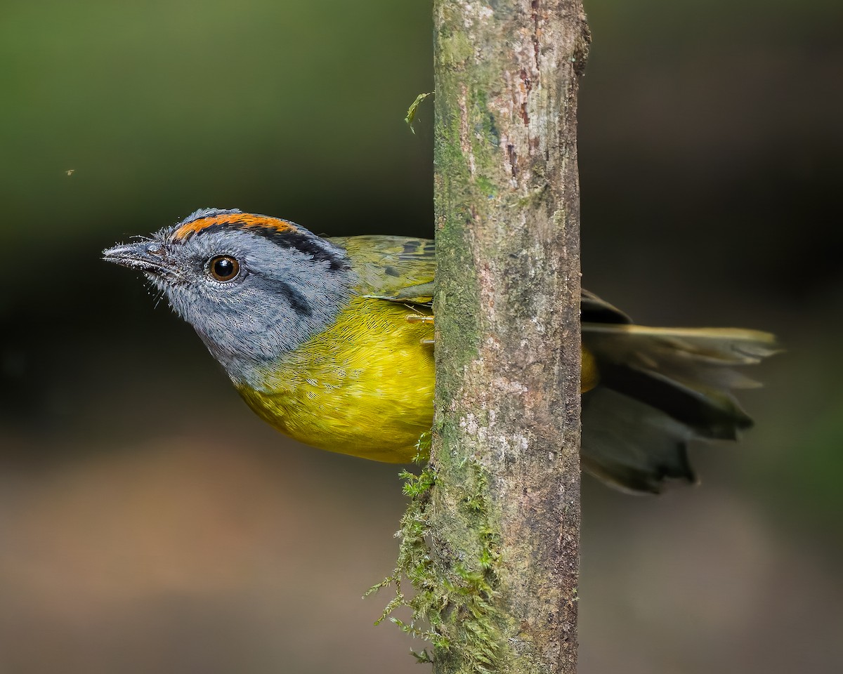 Russet-crowned Warbler - ML641534105