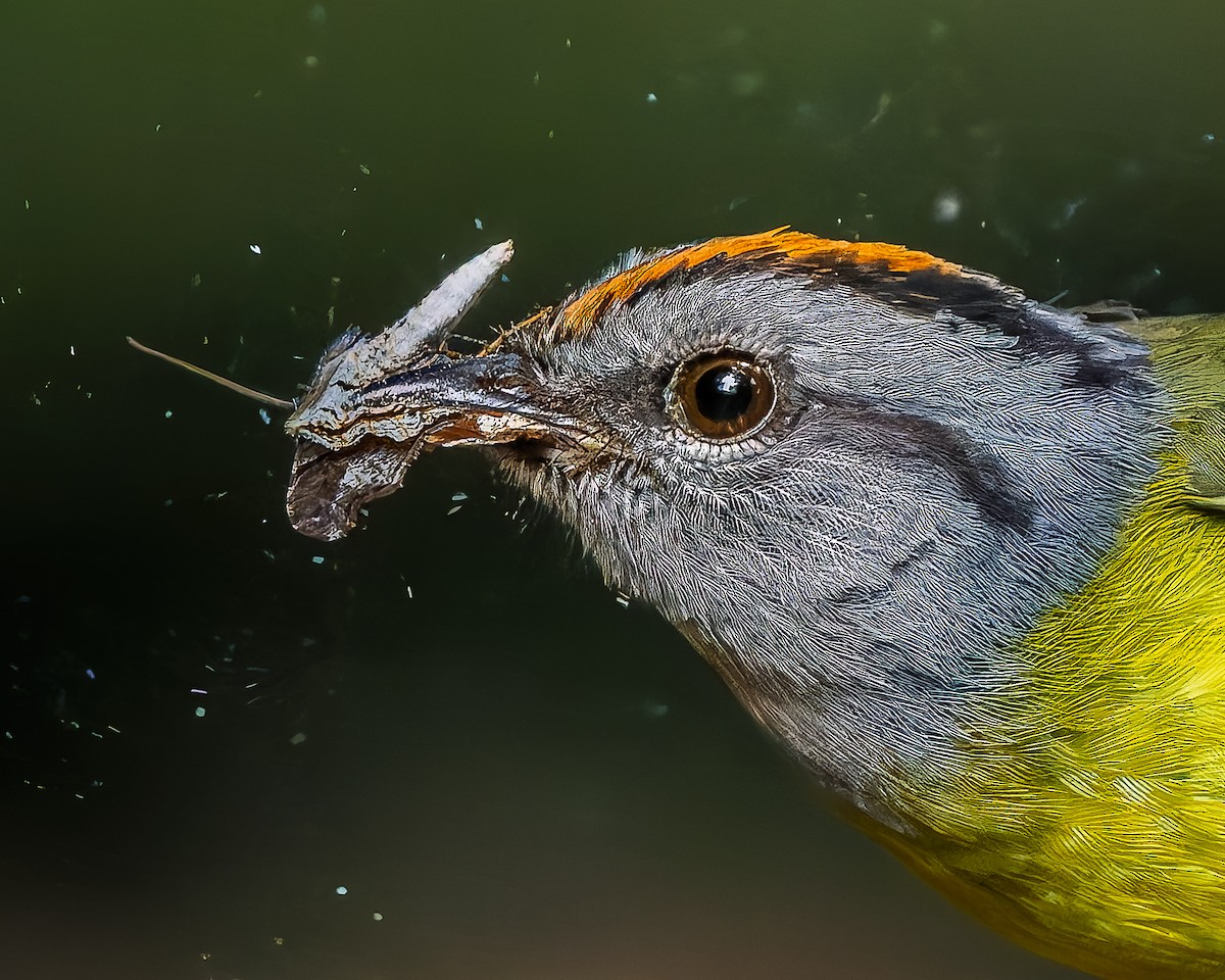 Russet-crowned Warbler - ML641534106