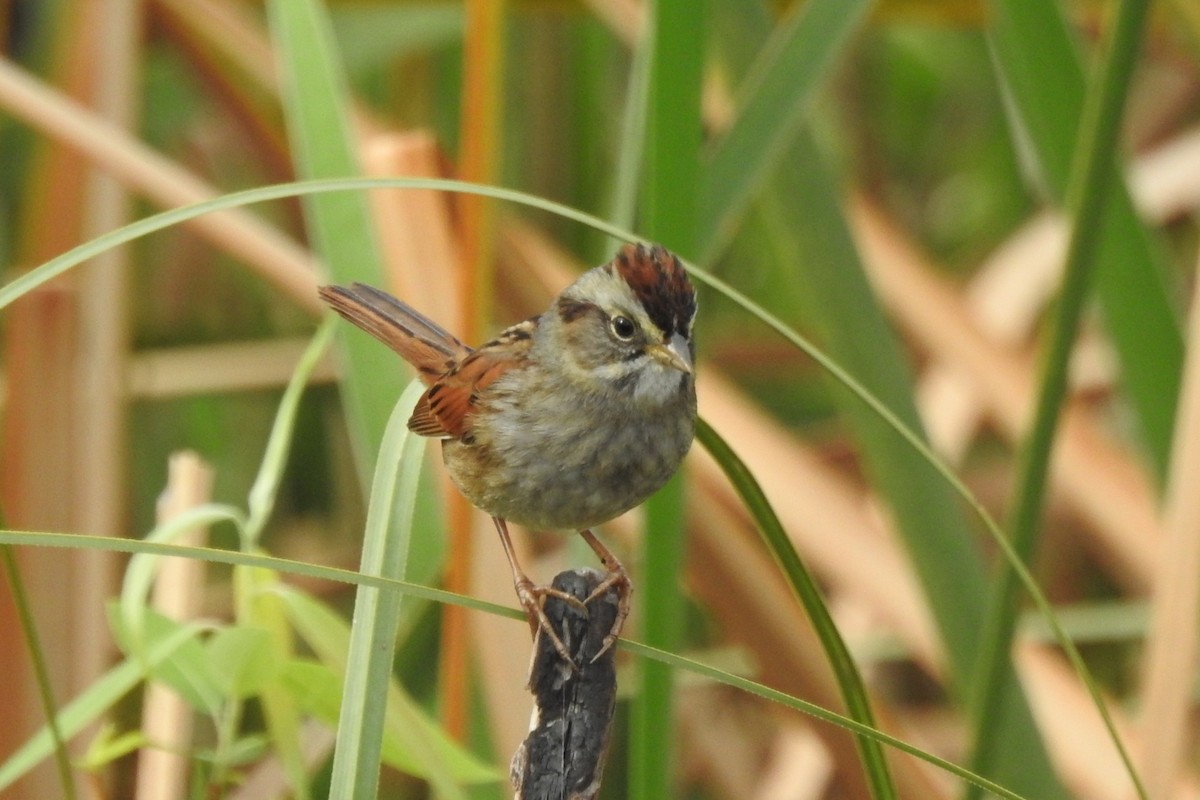 Swamp Sparrow - ML641534206