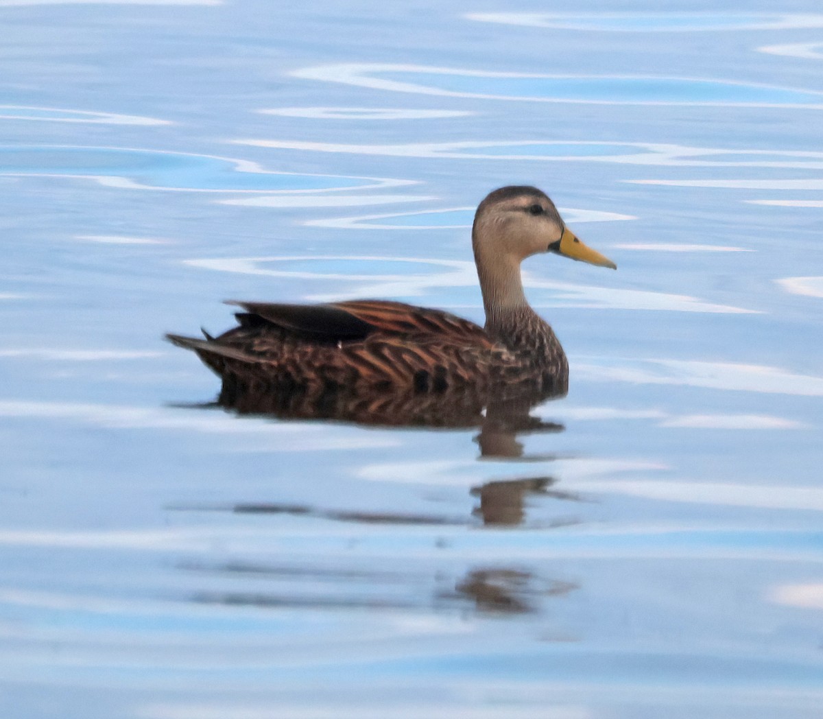 Mottled Duck (Florida) - ML641534208