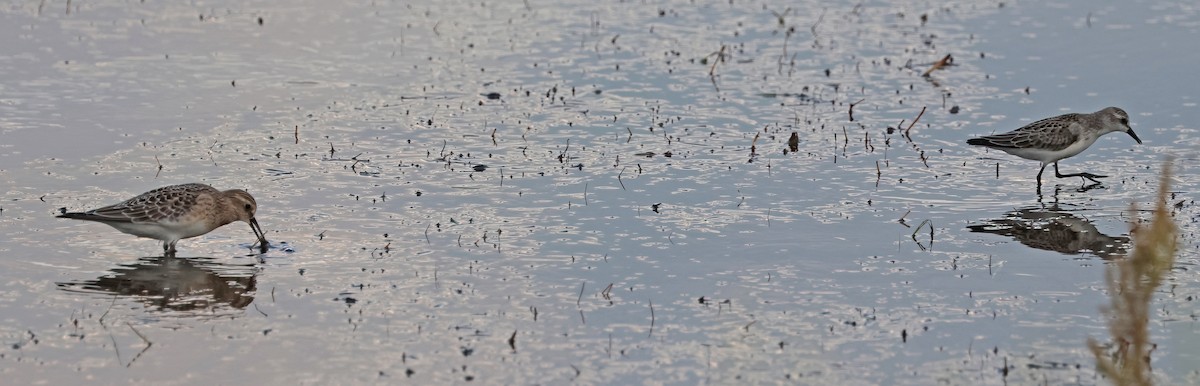 Байрдийн элсэг - ML641534225