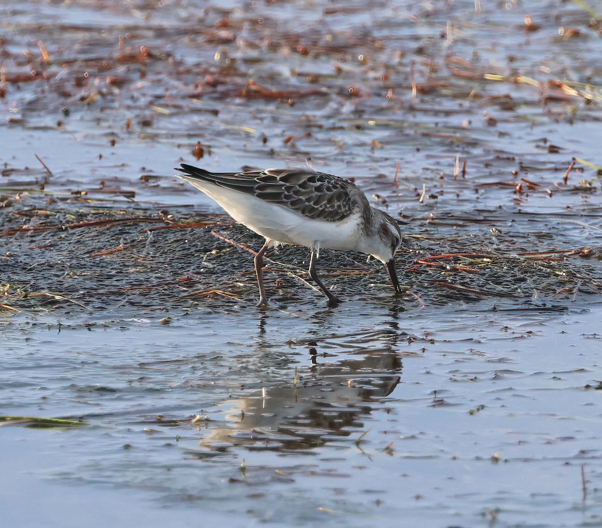 Semipalmated Sandpiper - ML641534233