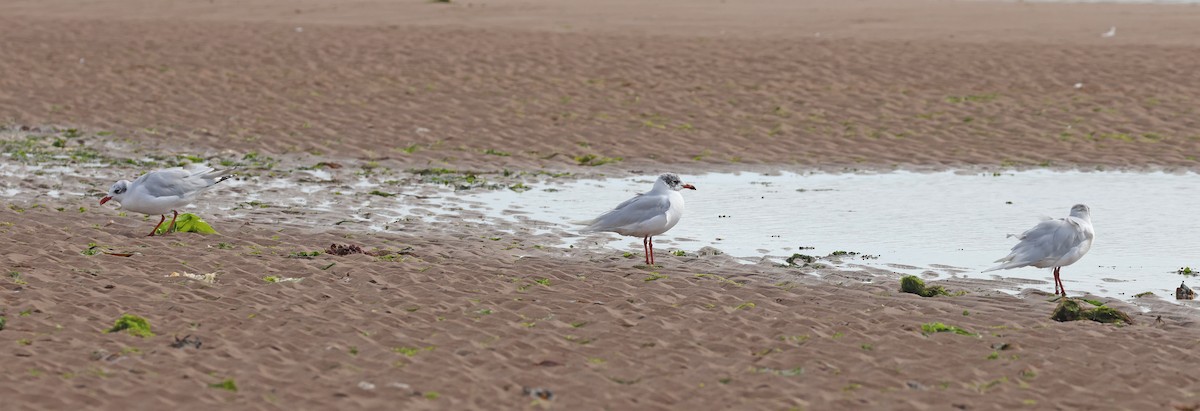Mediterranean Gull - ML641534270
