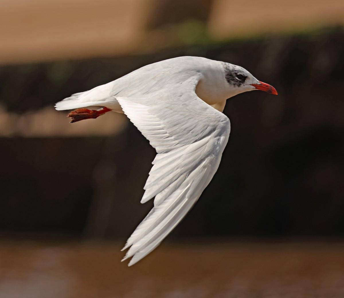 Mediterranean Gull - ML641534271