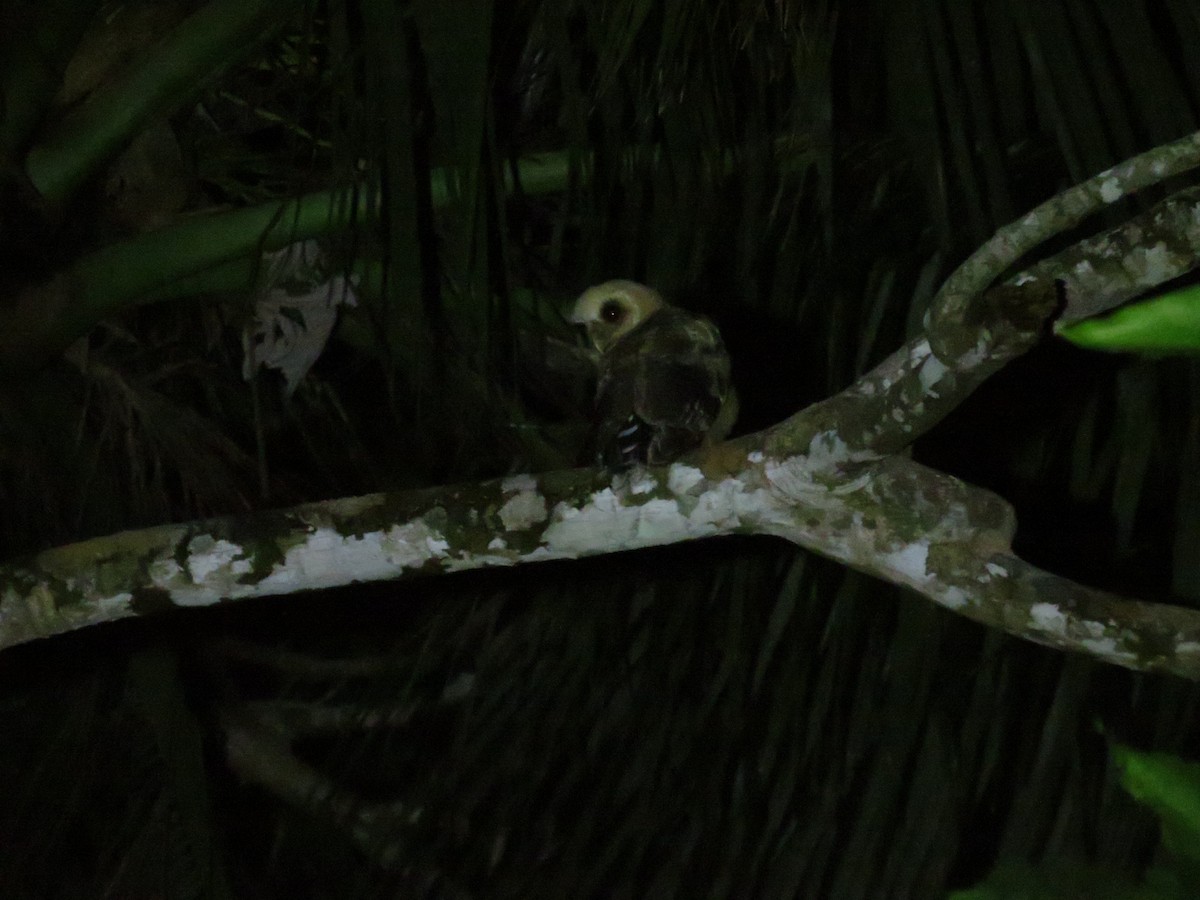 Mottled Owl - ML641534320