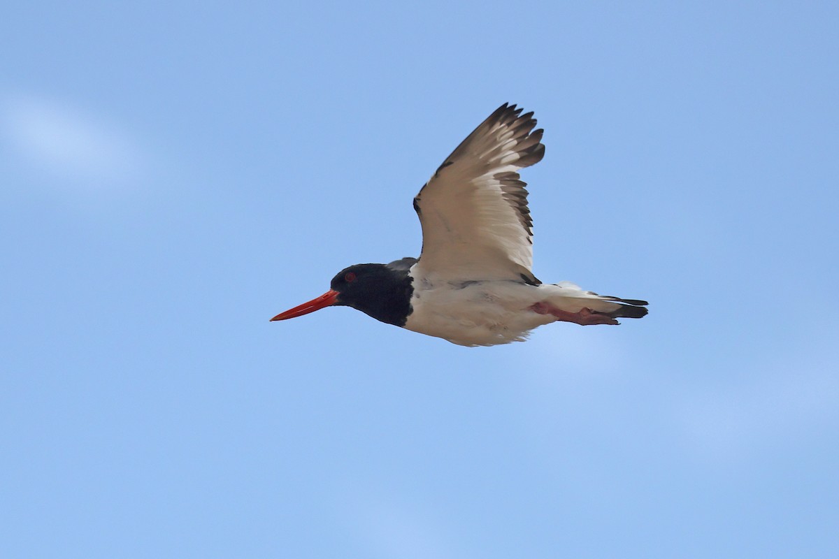 Eurasian Oystercatcher - ML641534327
