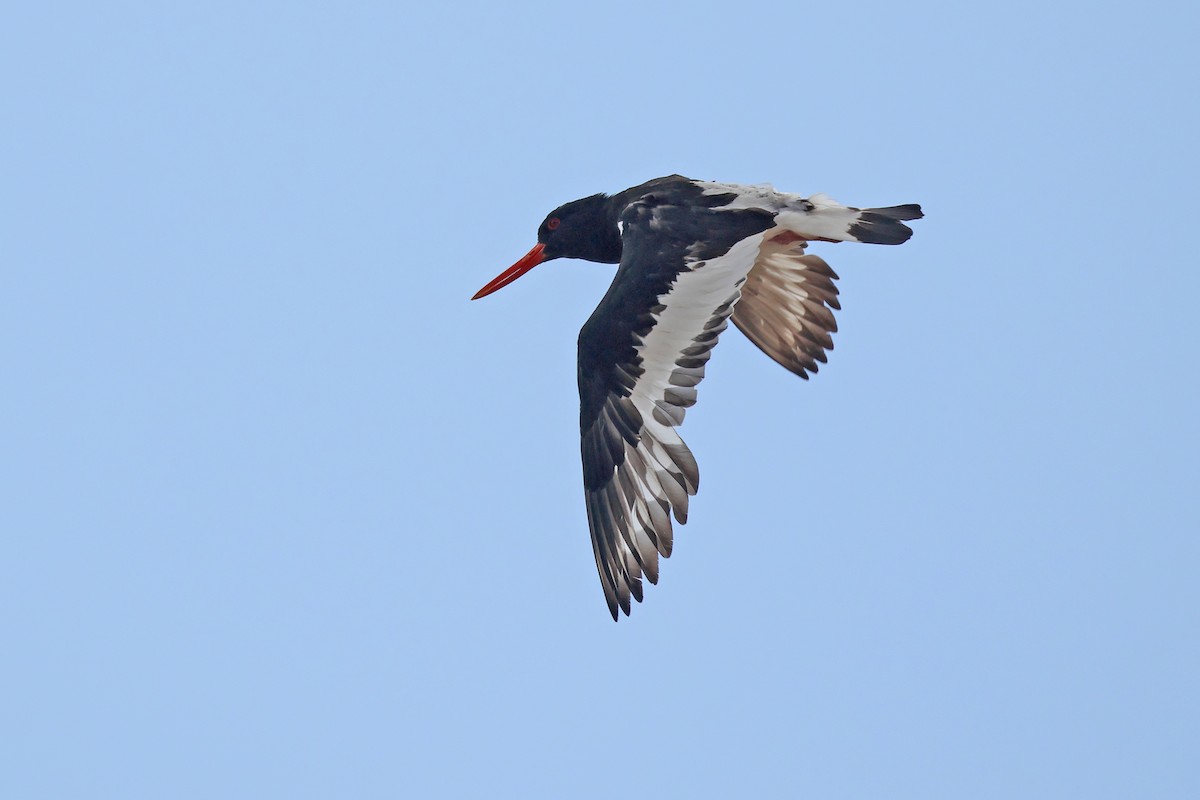Eurasian Oystercatcher - ML641534328