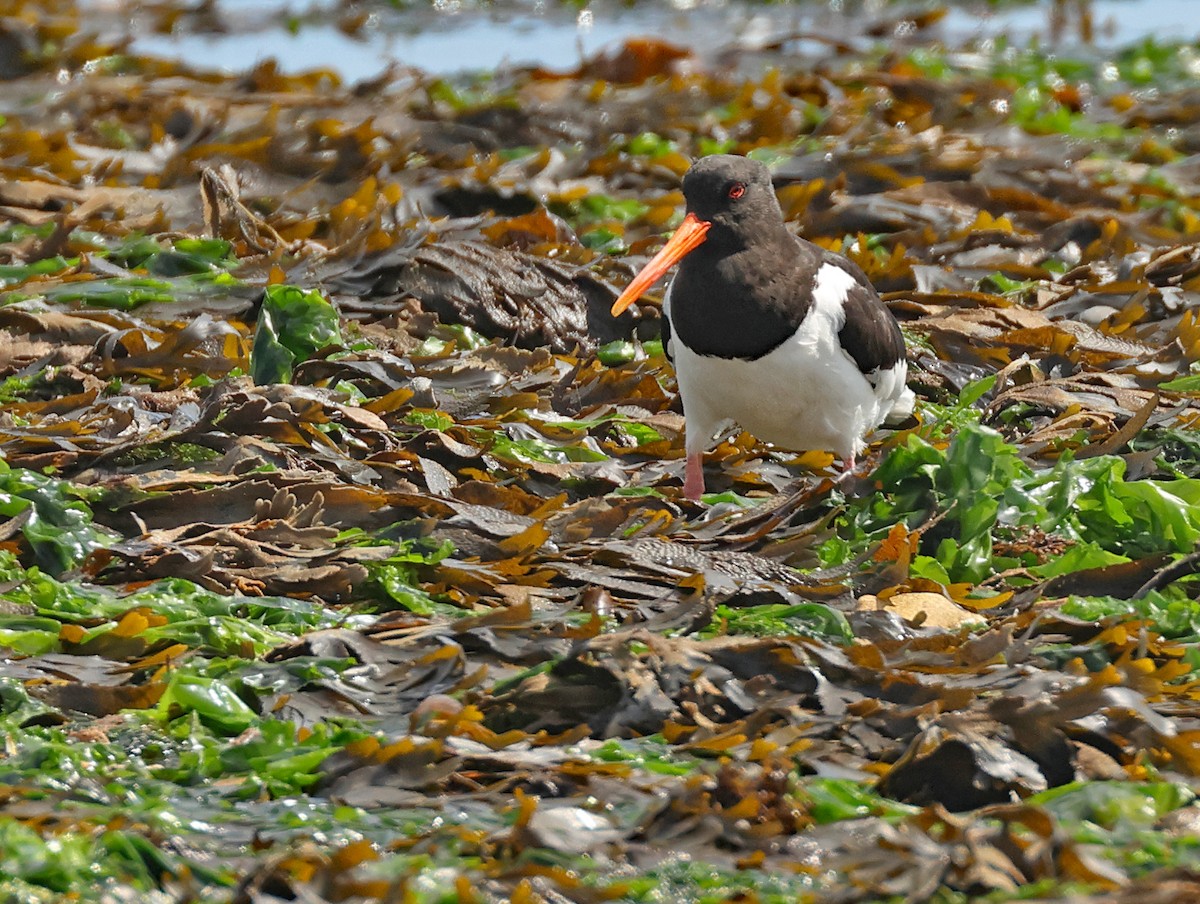 Eurasian Oystercatcher - ML641534346