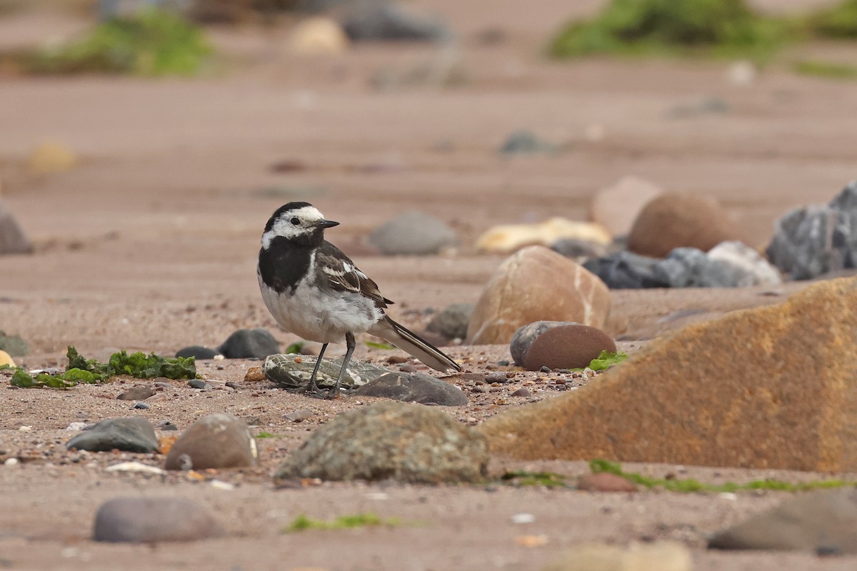 White Wagtail (British) - ML641534358