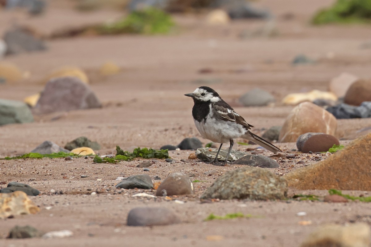 White Wagtail (British) - ML641534359