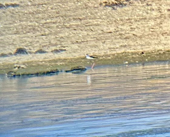 Black-necked Stilt - ML641534366