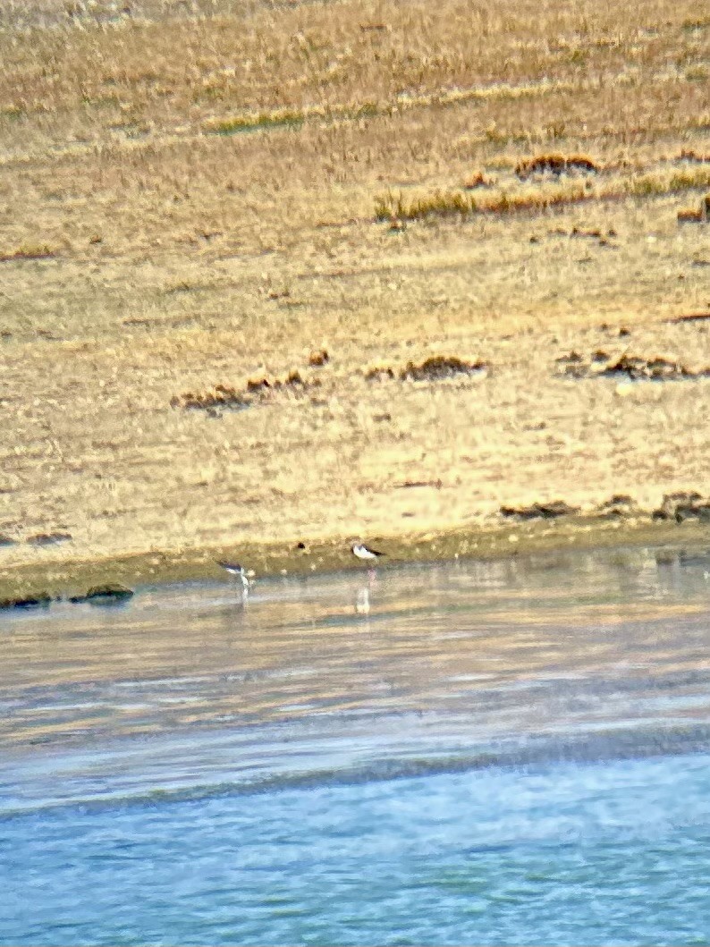 Black-necked Stilt - ML641534367