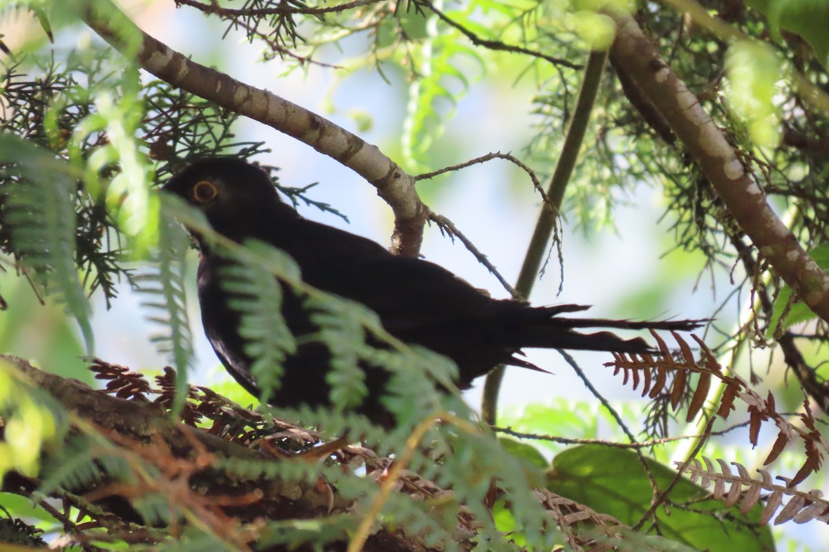 Glossy-black Thrush - ML641534369