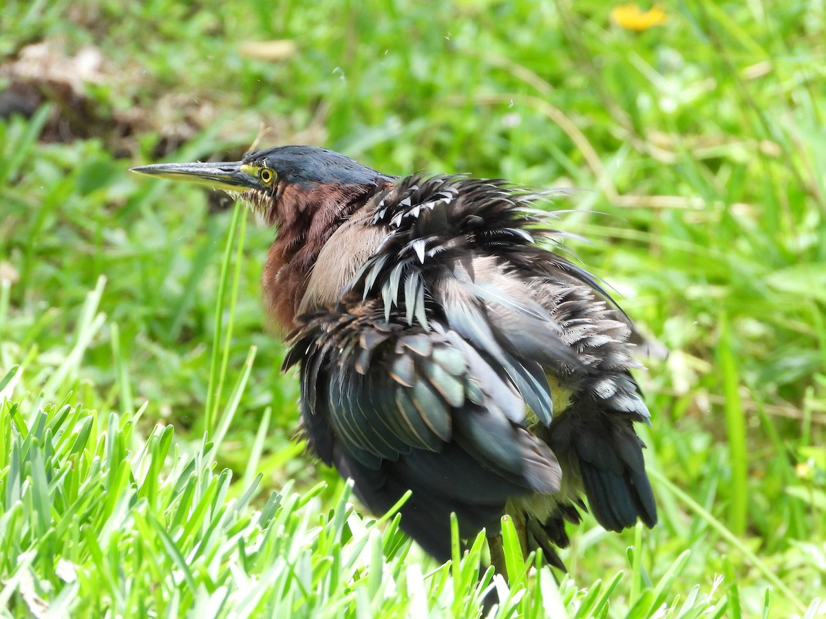 Green Heron - ML641534395