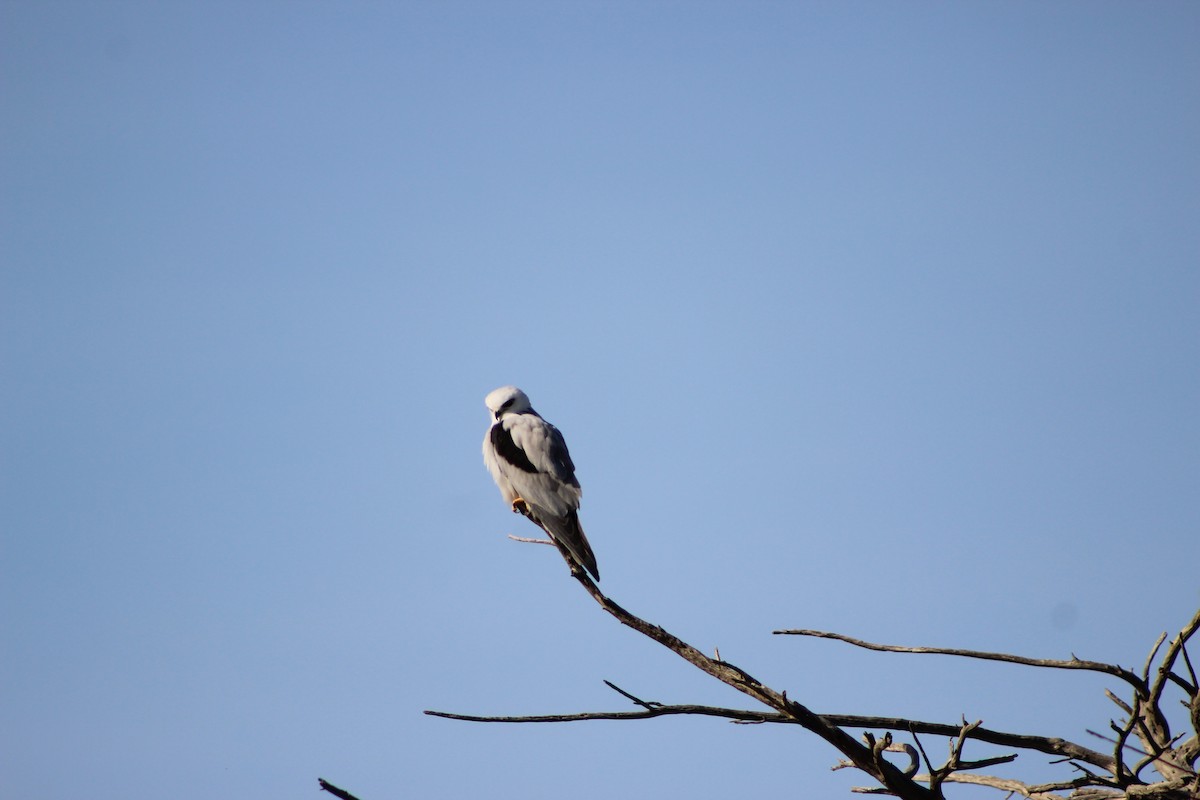 Black-shouldered Kite - ML641534404
