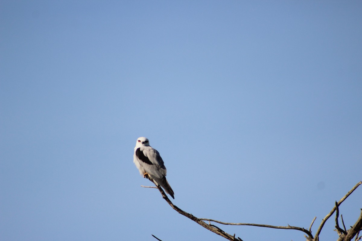 Black-shouldered Kite - ML641534412
