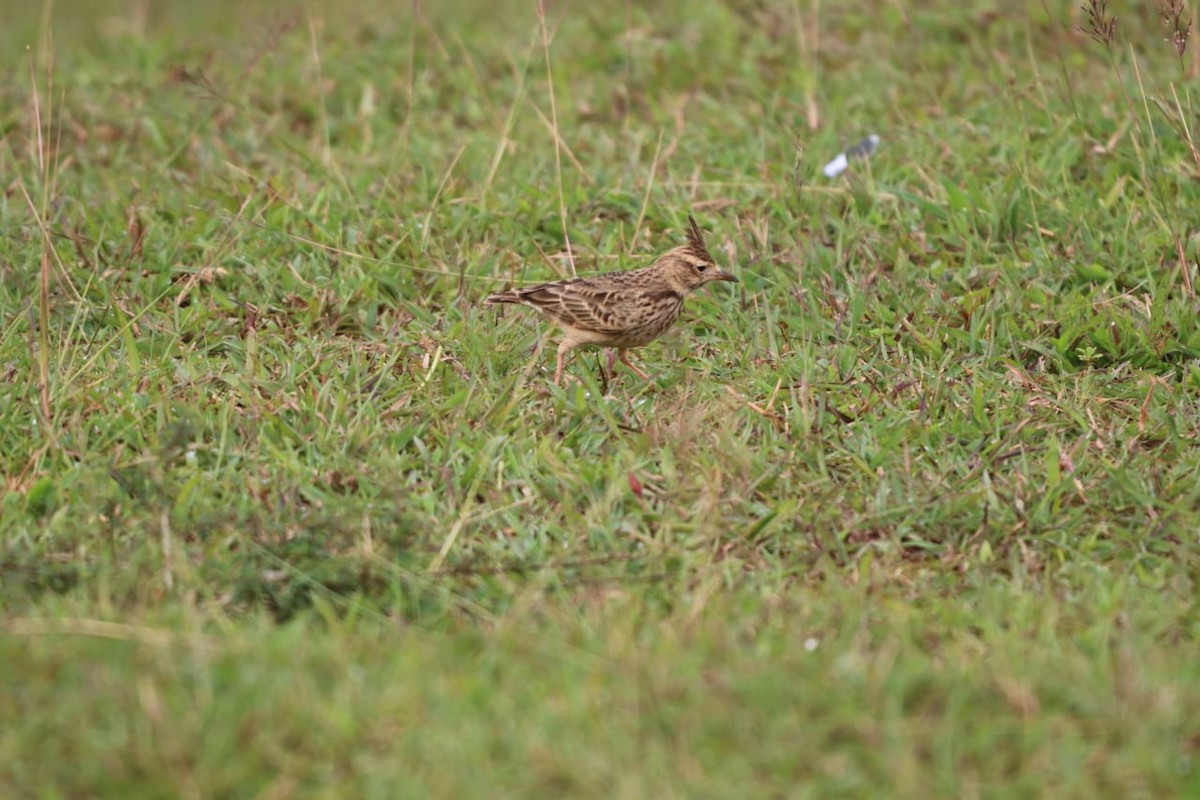 Malabar Lark - ML641534417