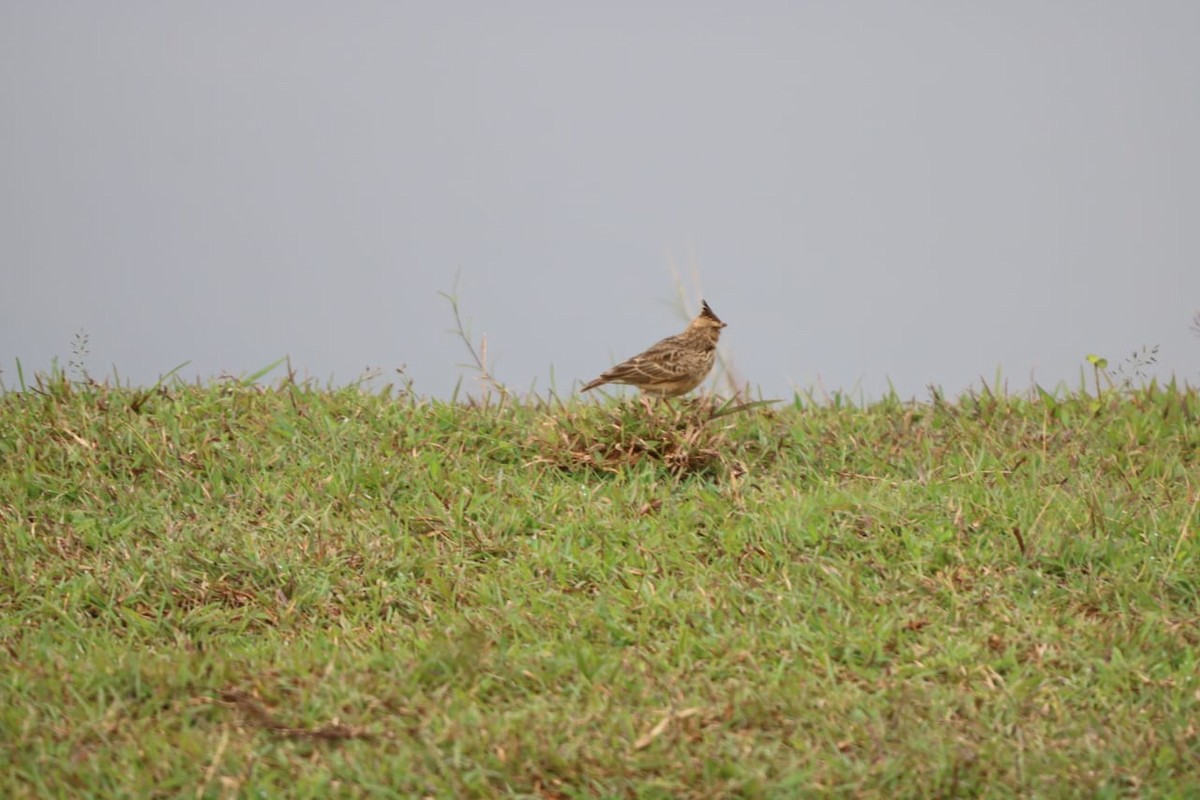 Malabar Lark - ML641534418
