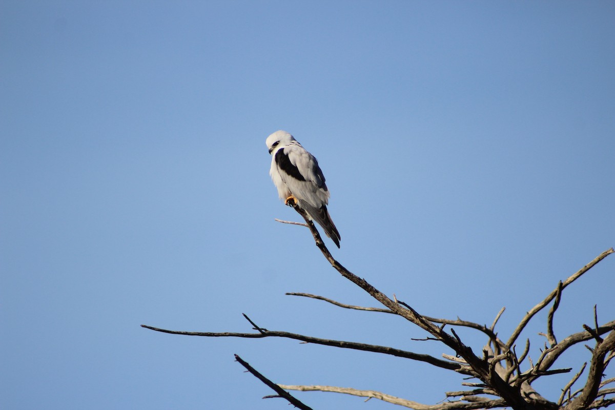 Black-shouldered Kite - ML641534419