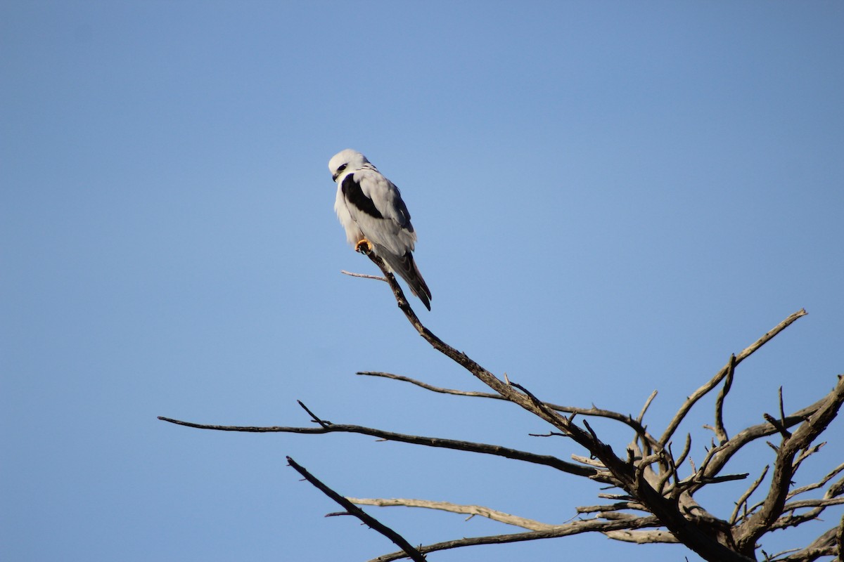 Black-shouldered Kite - ML641534423