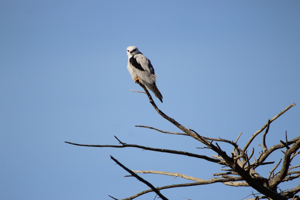 Black-shouldered Kite - ML641534430