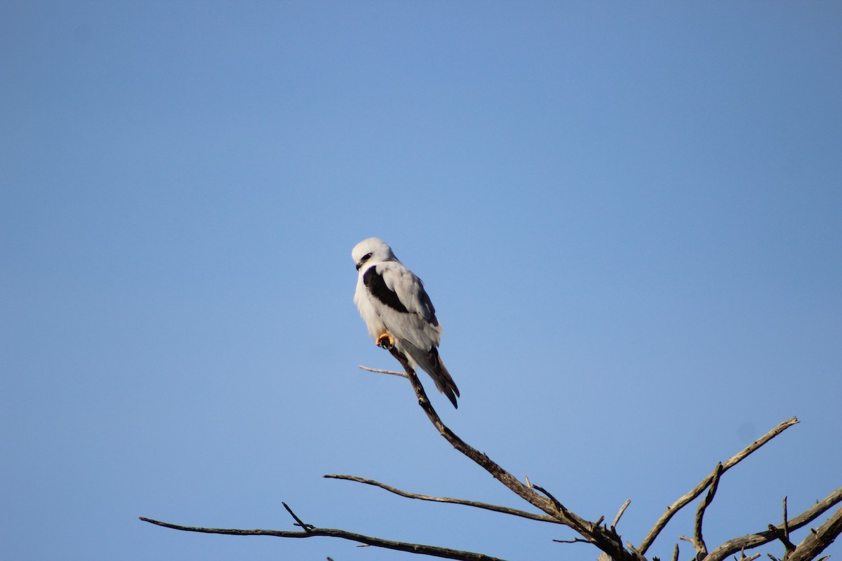 Black-shouldered Kite - ML641534434
