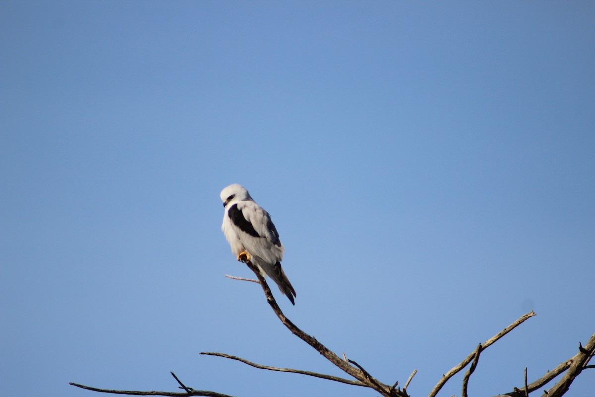 Black-shouldered Kite - ML641534438