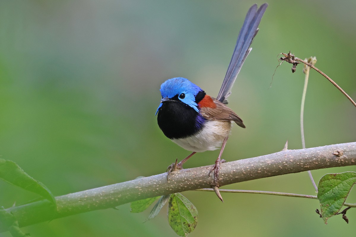 Variegated Fairywren - ML641534487
