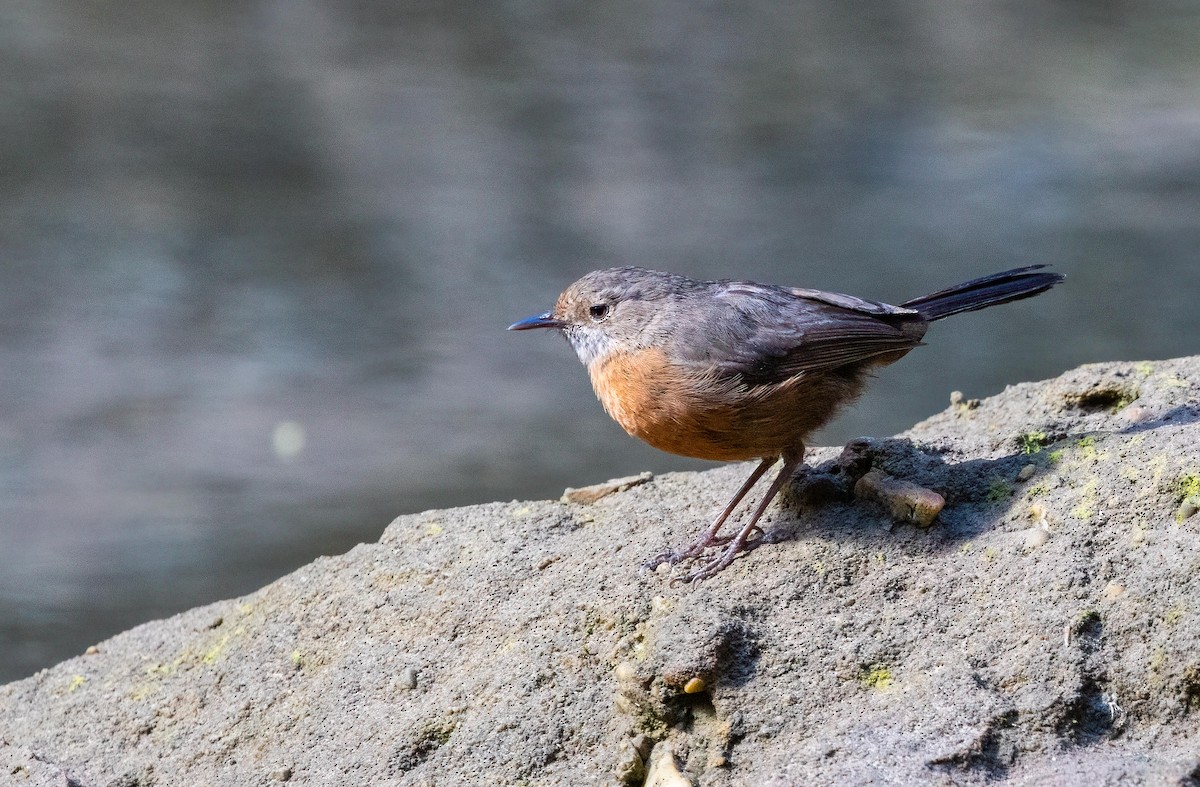 Rockwarbler - ML641534491