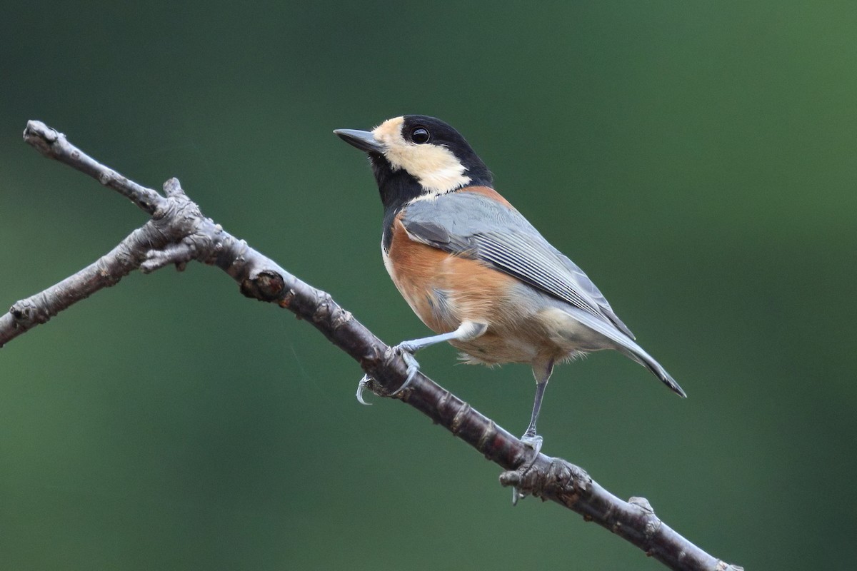Değişken Renkli Baştankara - ML641534492