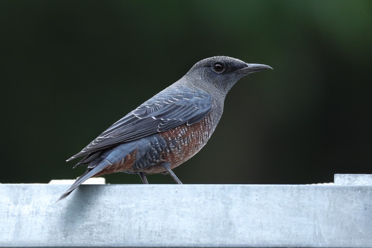 Gökardıç - ML641534501