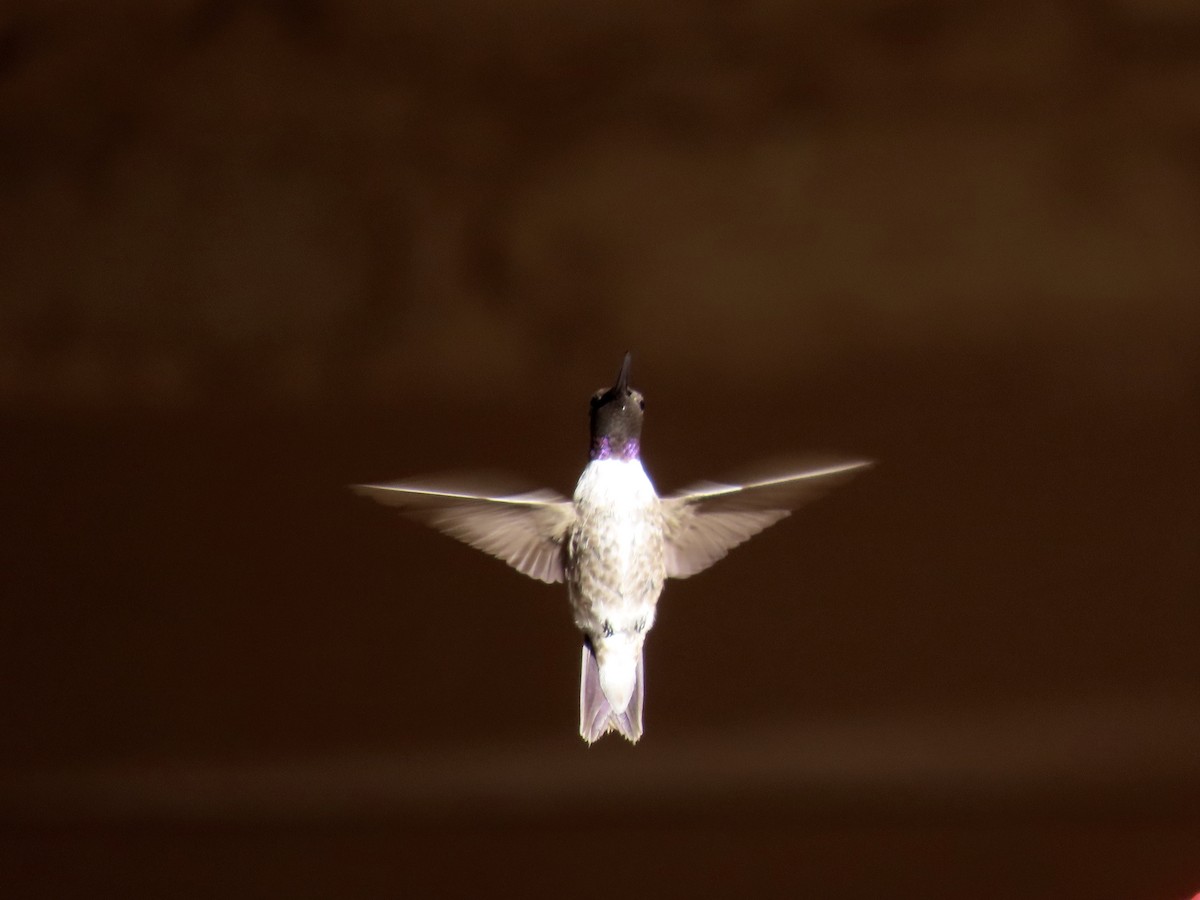 Black-chinned Hummingbird - ML641534551