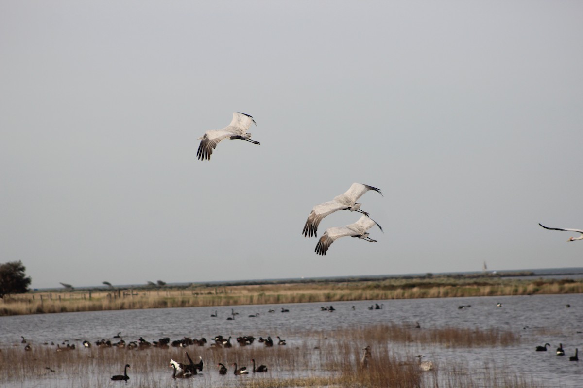 Brolga - ML641534564