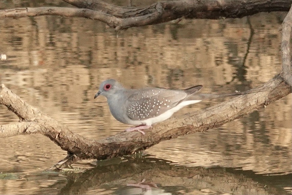 Diamond Dove - ML641534566