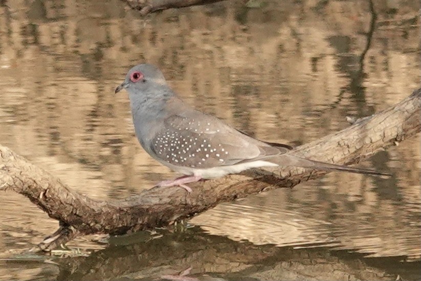 Diamond Dove - ML641534567