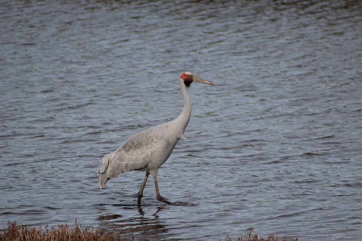 Brolga - ML641534572
