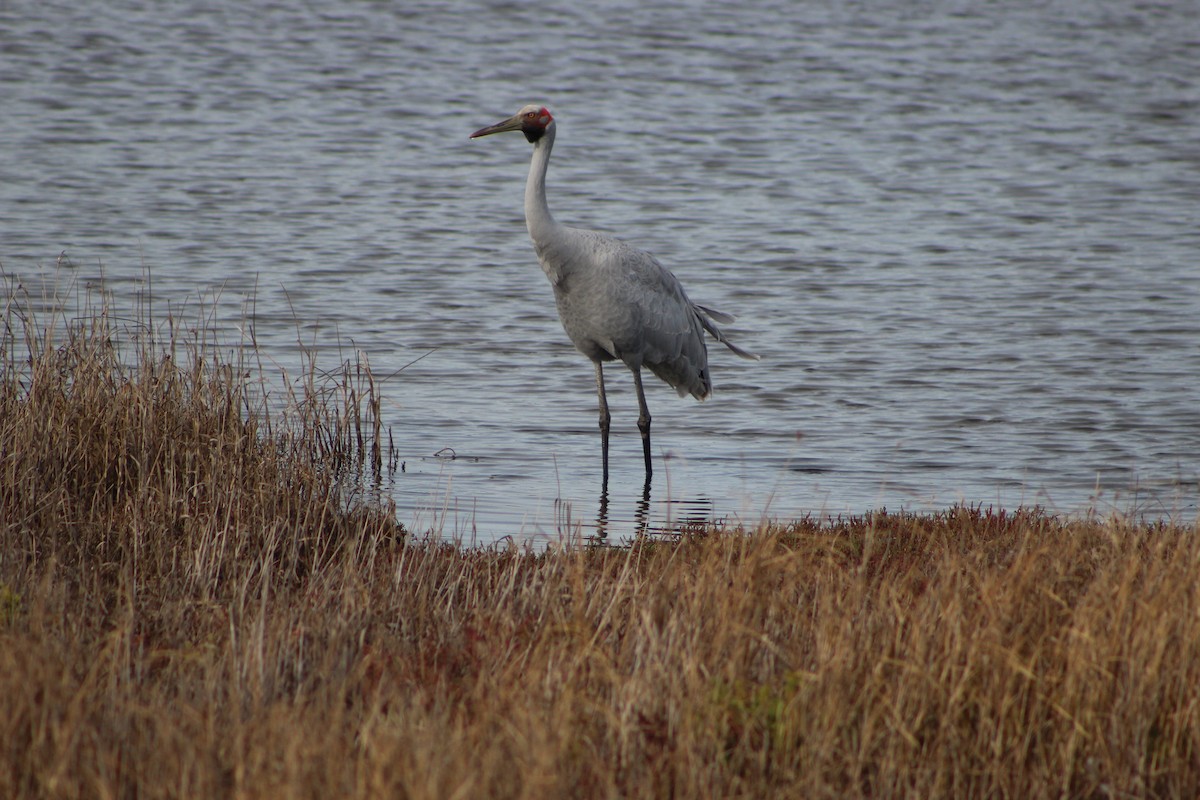 Brolga - ML641534581