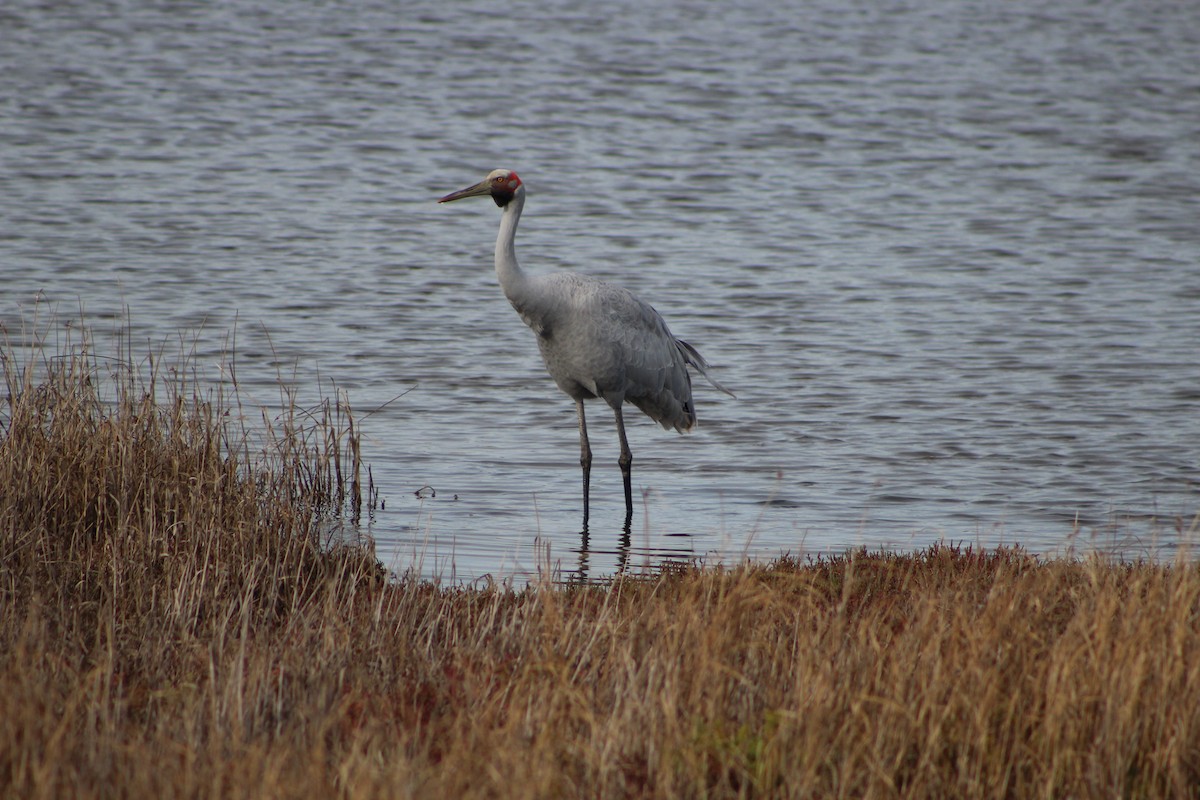Brolga - ML641534592