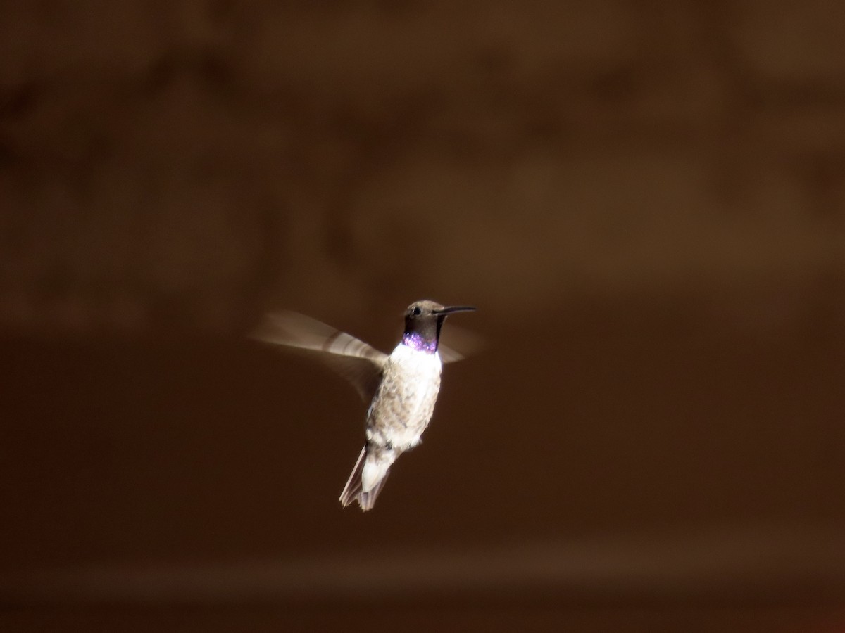 Black-chinned Hummingbird - ML641534596