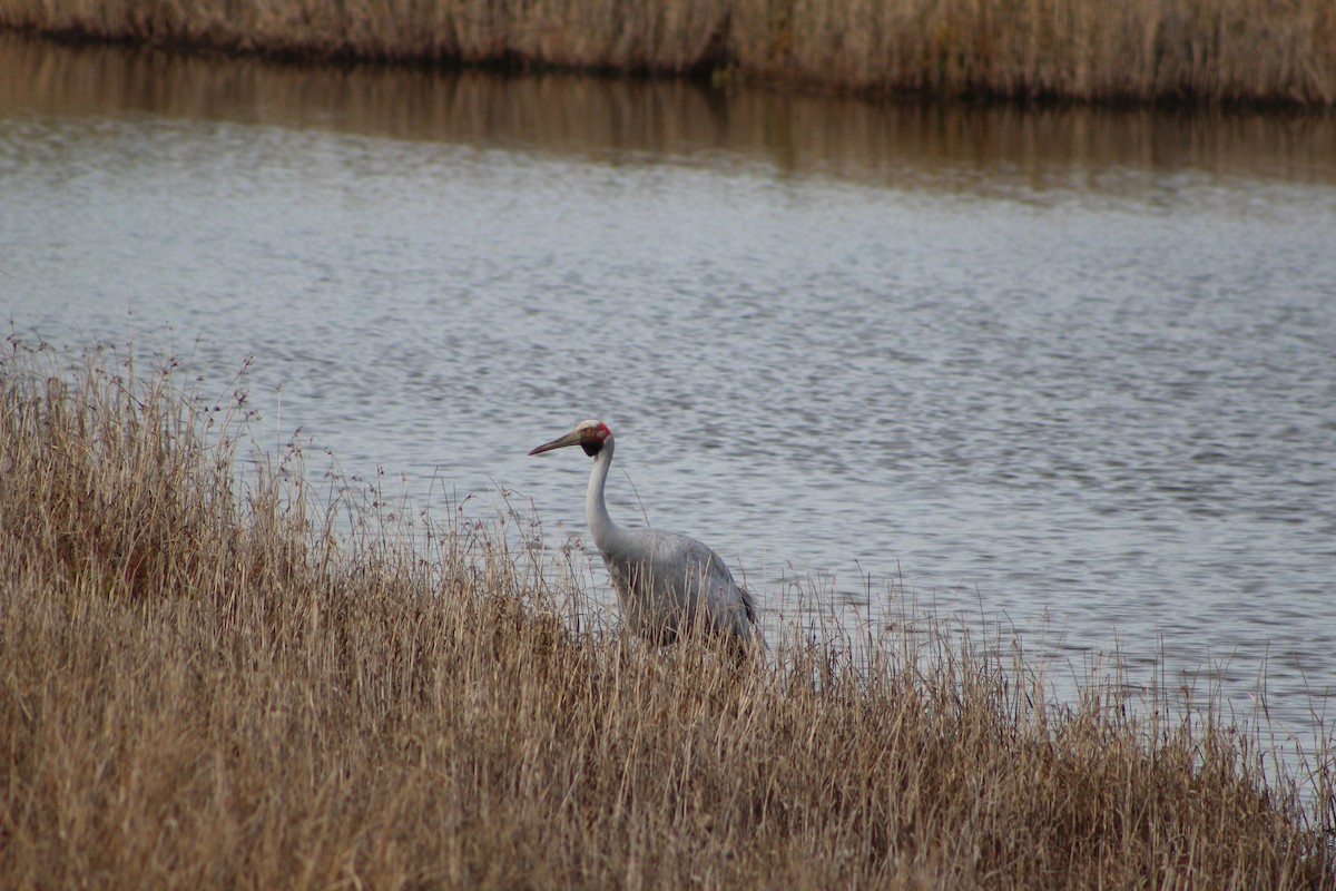 Brolga - ML641534601