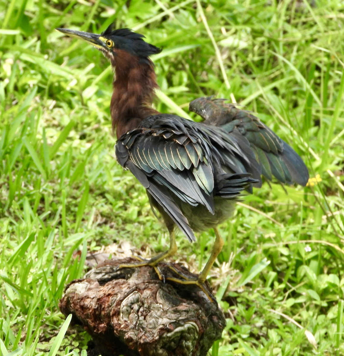 Green Heron - ML641534629