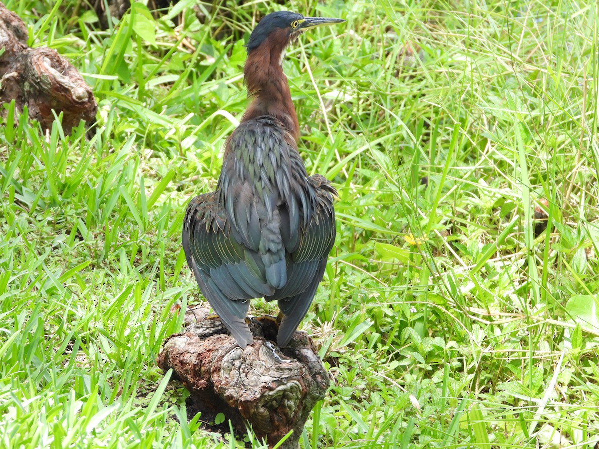 Green Heron - ML641534631