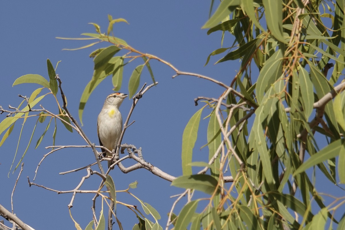 Red-browed Pardalote - ML641534681