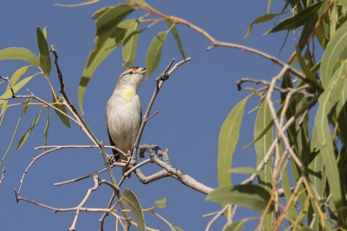 Red-browed Pardalote - ML641534682