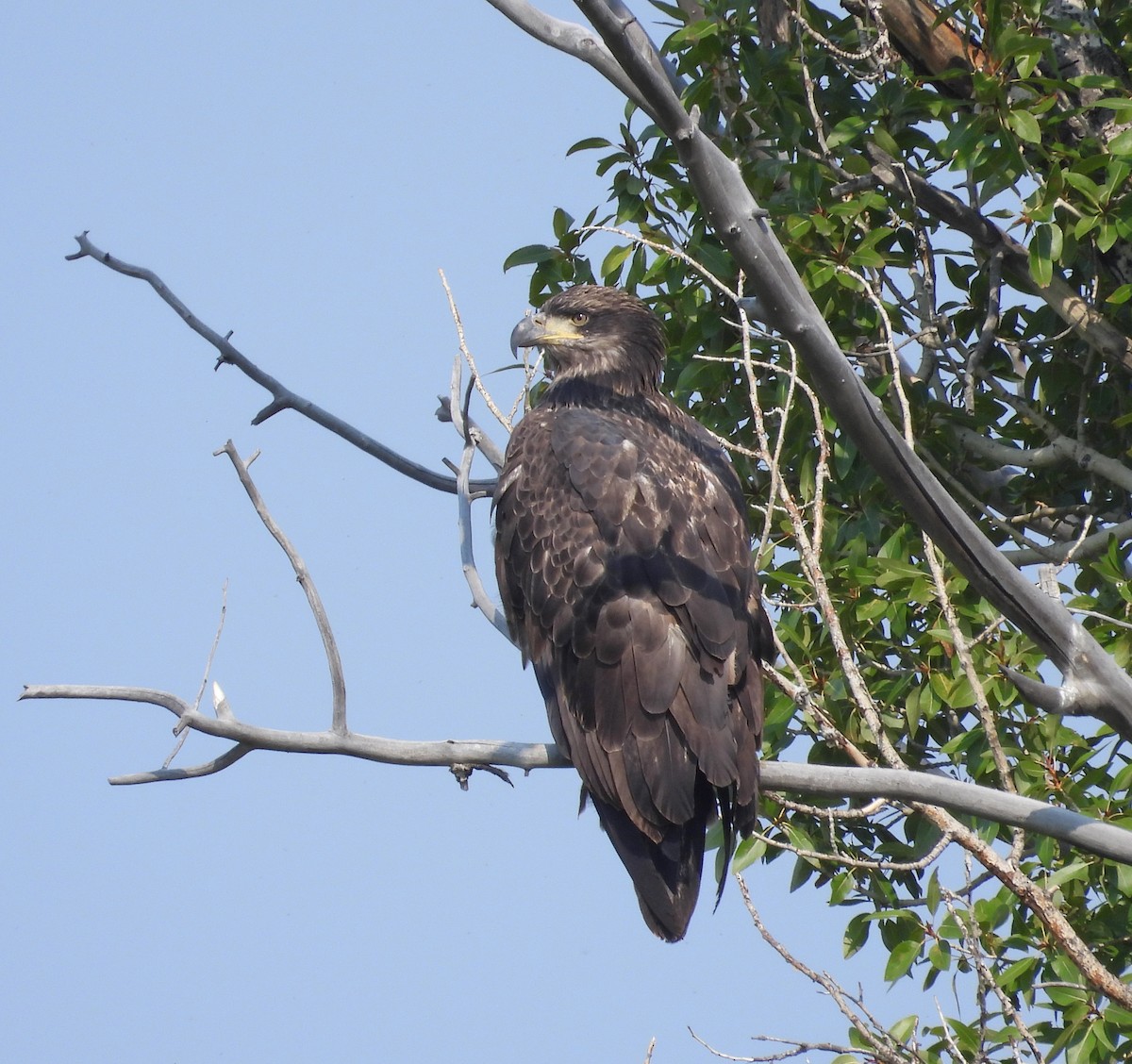 Bald Eagle - ML641534702