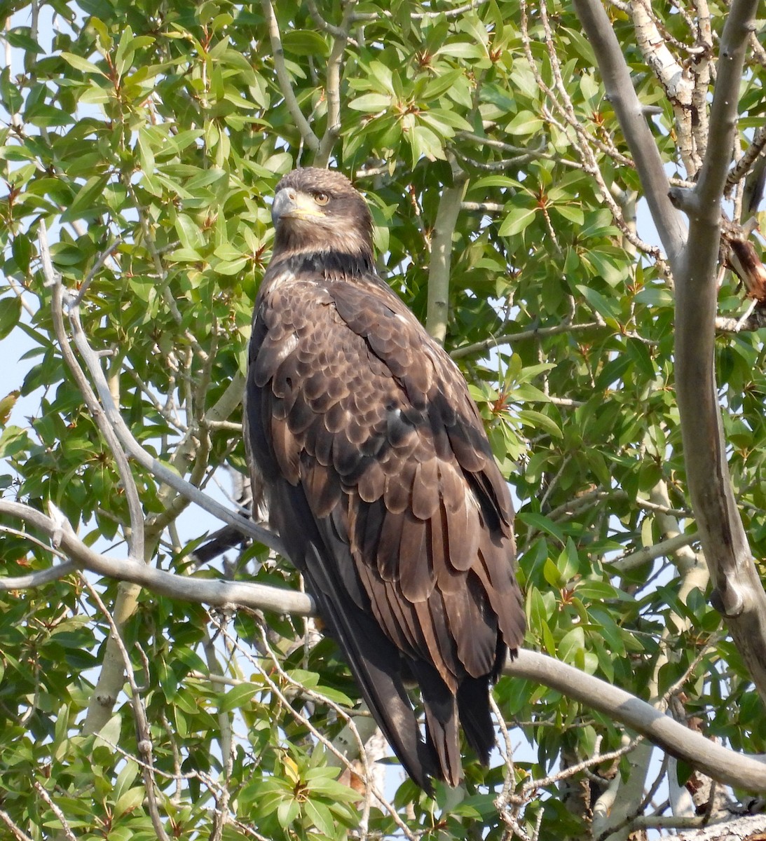 Bald Eagle - ML641534703